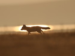 Sebelum Anjing dan Kucing, Hewan Ini yang Jadi Teman Manusia