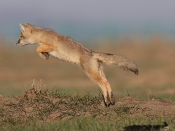 Hewan Ini Gunakan Medan Magnet Bumi untuk Berburu Mangsa, Keren!