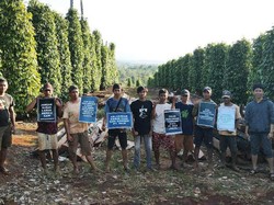 Konsesi PT Vale Ancam 4.800 Hektare Kebun Merica Warga di Luwu Timur