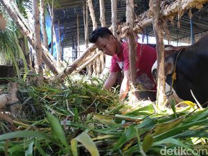 Sapi Lokal dan Bali Paling Diminati di Palembang Jelang Idul Adha