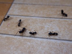 6 Jenis Serangga Kecil yang Sering Muncul di Kamar Tidur