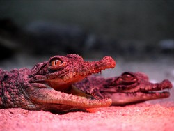 Terungkap! Buaya Bisa Bertelur tanpa Kawin, Begini Caranya