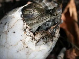 Pertama di Dunia, Buaya Betina Membuat Dirinya Hamil Tanpa Peran Jantan