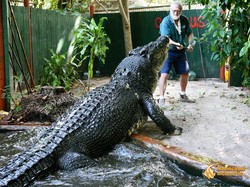7 Buaya Terbesar yang Pernah Diukur
