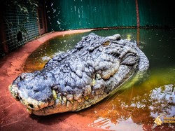 Kisah Buaya Penangkaran Terbesar di Dunia, Tumbuh Terus!