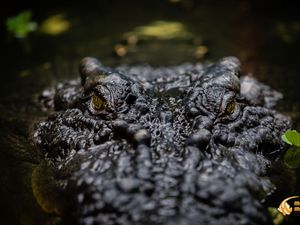 Ini Wujud Buaya Terbesar di Dunia, Usianya 120 Tahun!