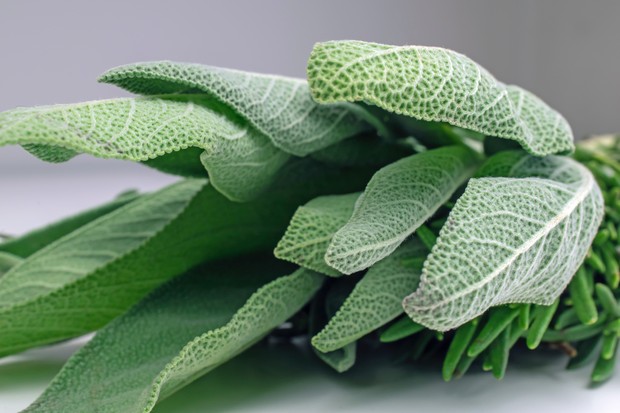Daun Salvia