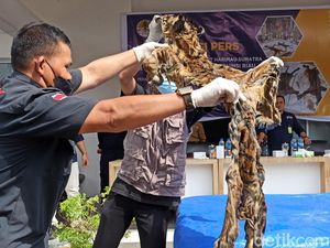 2 Pria Jual Kulit dan Taring Harimau di Riau Ditangkap