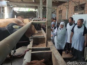 251 Ekor Sapi di Sidoarjo Terserang LSD, Khofifah Gelontor 250 Ribu Vaksin 251 Ekor Sapi di Sidoarjo Terserang LSD, Khofifah Gelontor 250 Ribu Vaksin
