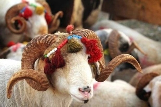 hari raya idul adha di Turki