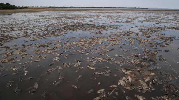 Ikan-ikan Mati Akibat Kekurangan Air di Bendungan Kakhovka yang Jebol
