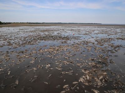 Ikan-ikan Mati Akibat Kekurangan Air di Bendungan Kakhovka yang Jebol