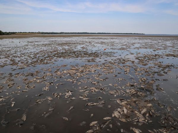 Ikan-ikan Mati Akibat Kekurangan Air di Bendungan Kakhovka yang Jebol