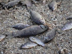 Viral Ikan-ikan di Situ Rawa Jejeg Mati Diduga Tercemar, DLH Bogor Telusuri