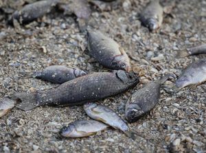 Viral Ikan-ikan di Situ Rawa Jejeg Mati Diduga Tercemar, DLH Bogor Telusuri Viral Ikan-ikan di Situ Rawa Jejeg Mati Diduga Tercemar, DLH Bogor Telusuri