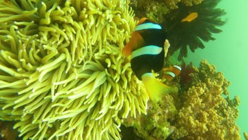Studi Terbaru Ungkap Penyebab Ukuran Ikan Badut Nemo Makin Mengecil