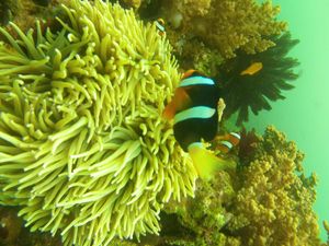 Studi Terbaru Ungkap Penyebab Ukuran Ikan Badut Nemo Makin Mengecil Studi Terbaru Ungkap Penyebab Ukuran Ikan Badut Nemo Makin Mengecil
