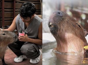 Masbro! Ada Kafe Khusus Capybara yang Imut dan Menggemaskan Masbro! Ada Kafe Khusus Capybara yang Imut dan Menggemaskan