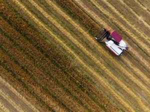 Melihat Panen Jelai di Korea Selatan