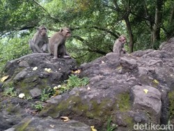 Puluhan Monyet Berkeliaran di Kawasan Payung Kota Batu