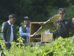 Sepasang Elang Brontok Dilepasliarkan di Kamojang Bandung