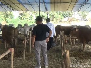 Jelang Idul Adha, Hewan Kurban yang Masuk Sukabumi Wajib Vaksin PMK