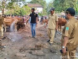 Ratusan Sapi di 13 Kecamatan Pasuruan Terinfeksi Virus LSD, 1 Ekor Mati