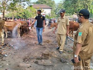 Ratusan Sapi di 13 Kecamatan Pasuruan Terinfeksi Virus LSD, 1 Ekor Mati Ratusan Sapi di 13 Kecamatan Pasuruan Terinfeksi Virus LSD, 1 Ekor Mati