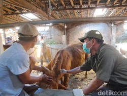 Banyuwangi Surplus Stok Hewan Kurban