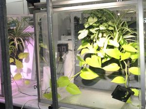 Studi Ungkap Tanaman Dapat Serap Polusi Udara dalam Beberapa Jam