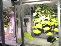 Studi Ungkap Tanaman Dapat Serap Polusi Udara dalam Beberapa Jam