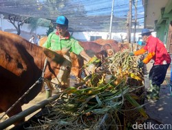 RPH Surabaya Siap Sediakan Hewan Kurban, Juga Layani Jasa Pemotongan