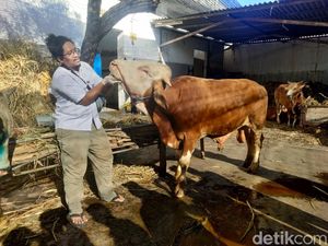 Berikut Tip Pilih Hewan Kurban yang Bisa Jadi Panduan Berikut Tip Pilih Hewan Kurban yang Bisa Jadi Panduan