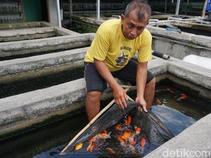 Swalayan Ikan Hias di Mojokerto Beromzet Rp 150 Juta, Pembeli Bebas Pilih
