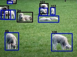 Teknologi Pengenal Wajah Domba Akan Mulai Diuji Coba di Australia