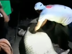 Ibu Hamil yang Diterkam Buaya di Labura Ditemukan Tewas