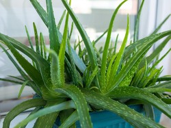 Manfaat Lidah Buaya dan Cara Merawatnya