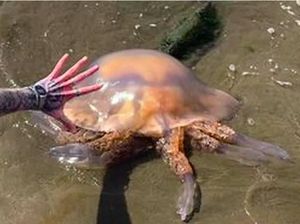 Terkejut Batin! Ada Ubur-ubur Sebesar Ban Terdampar di Pantai