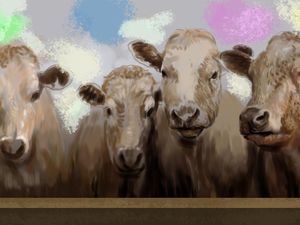 Bagaimana Sapi Bisa Terbang?