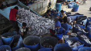 Indonesia Peringkat Kedua Negara Penghasil Ikan Laut Terbesar Dunia