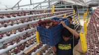 Melihat Budidaya Bayam Hidroponik di Depok