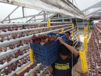 Melihat Budidaya Bayam Hidroponik di Depok