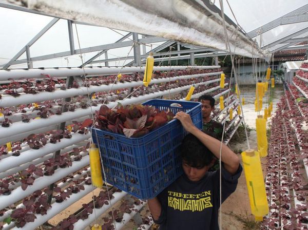 Melihat Budidaya Bayam Hidroponik di Depok