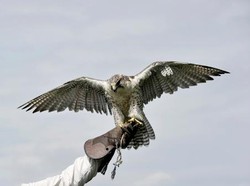 Sosok Burung Elang Hari Uhud yang Jadi Perisai Rasulullah