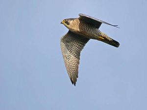 Ini Burung dengan Rekor Penerbangan Tercepat di Dunia Ini Burung dengan Rekor Penerbangan Tercepat di Dunia