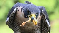 Potret Elang Peregrine, Burung Paling Agresif dan Galak