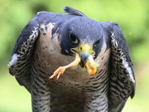 Potret Elang Peregrine, Burung Paling Agresif dan Galak
