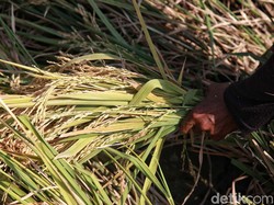 Jerami Sisa Panen Jangan Dibuang, Bisa buat Suburkan Tanah Lho!