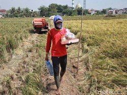Sederet Peran Sensus Pertanian 2023 bagi Kebijakan Pangan Nasional
