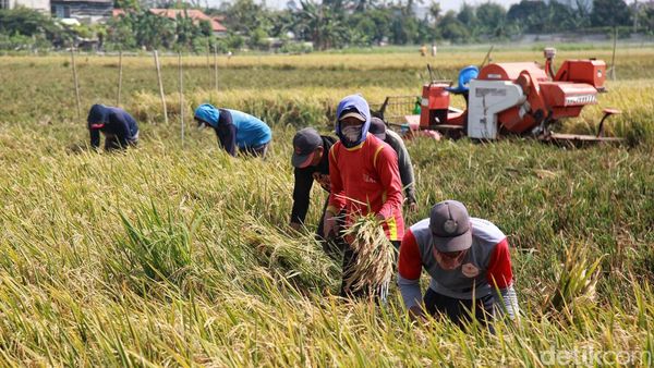 Langka! Ada yang Panen Padi di Jakarta